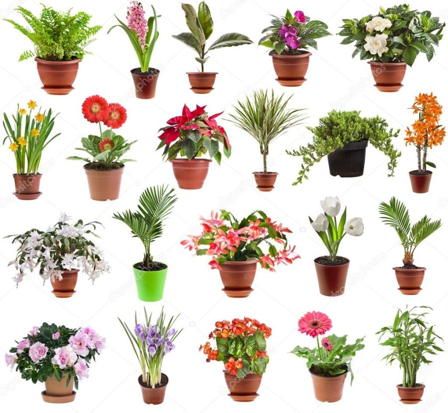 Collection of flower houseplants in flower pot, isolated on white background