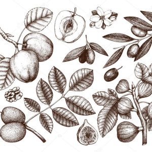 Collection of hand drawn trees illustration.