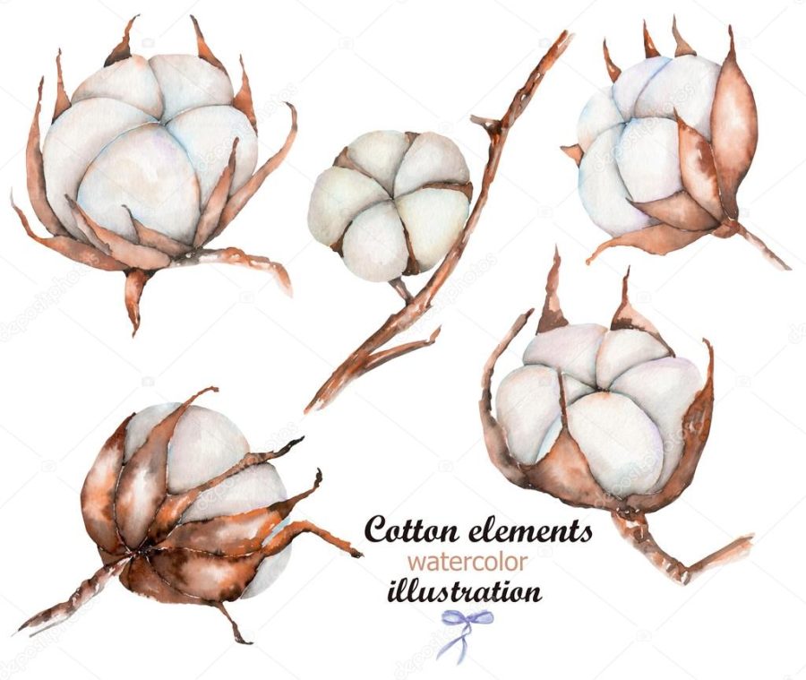 Collection of illustrations of watercolor cotton flower