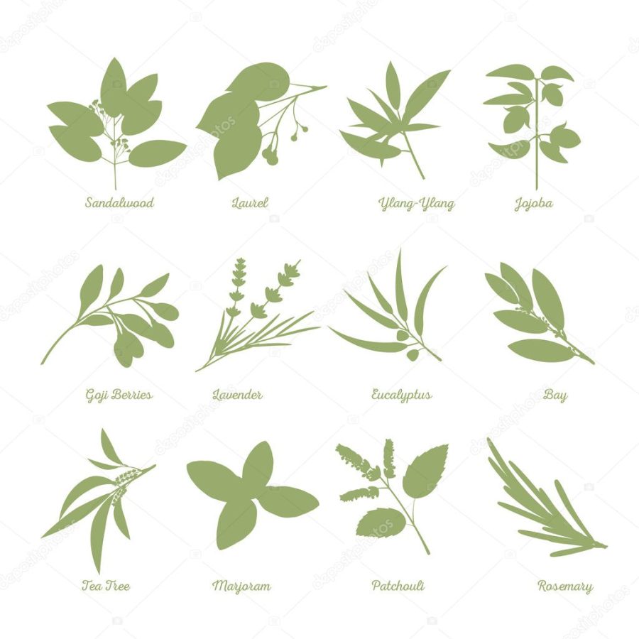 Drawn herbs silhouettes.