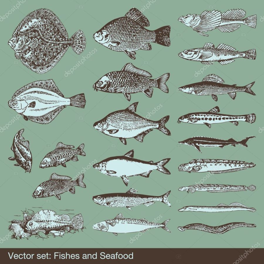 Fish vector set background