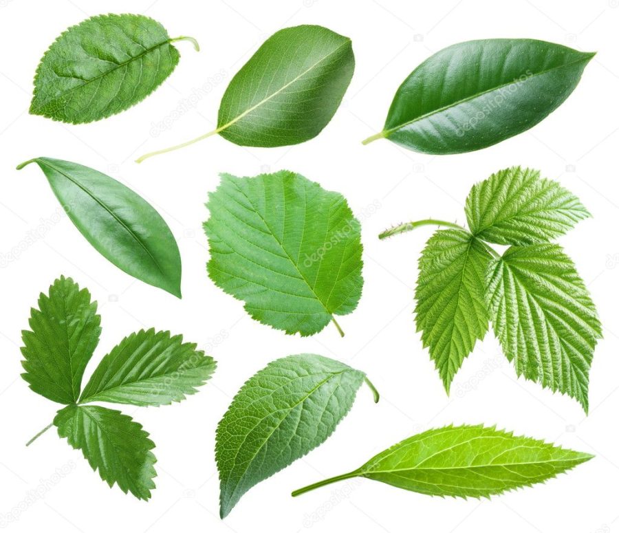 Garden leaves