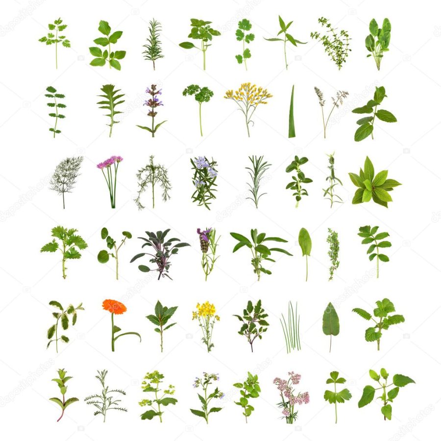 Large Herb Leaf and Flower Collection