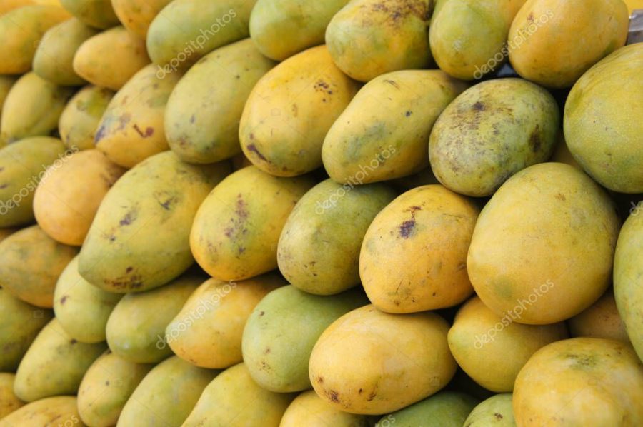 Pile of harvested ripe mangoes collected by farmers and stacked up carefully to sell to customers