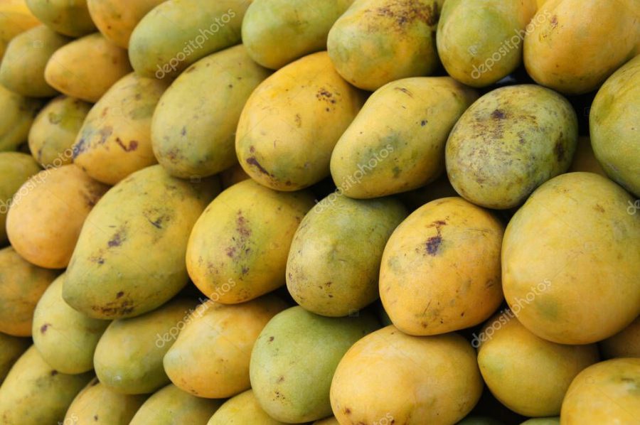 Pile of harvested ripe mangoes collected by farmers and stacked up carefully to sell to customers