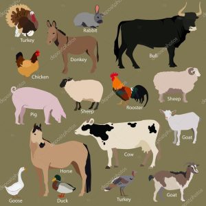 Set of farm animals