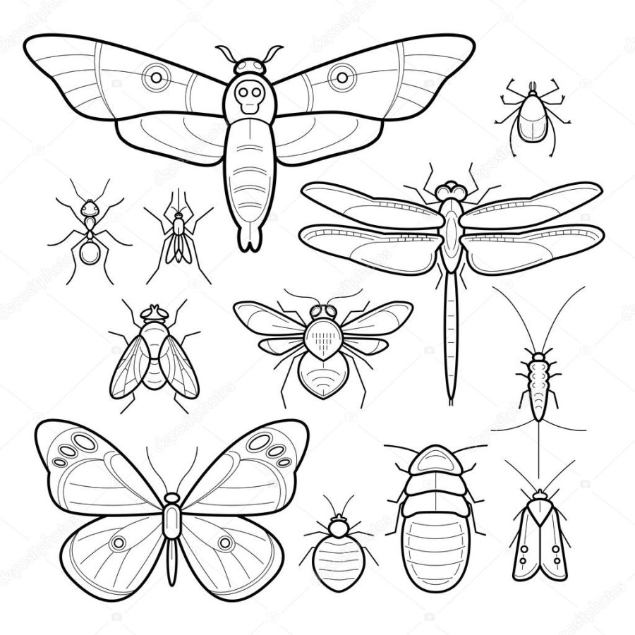 Set of vector insects image.