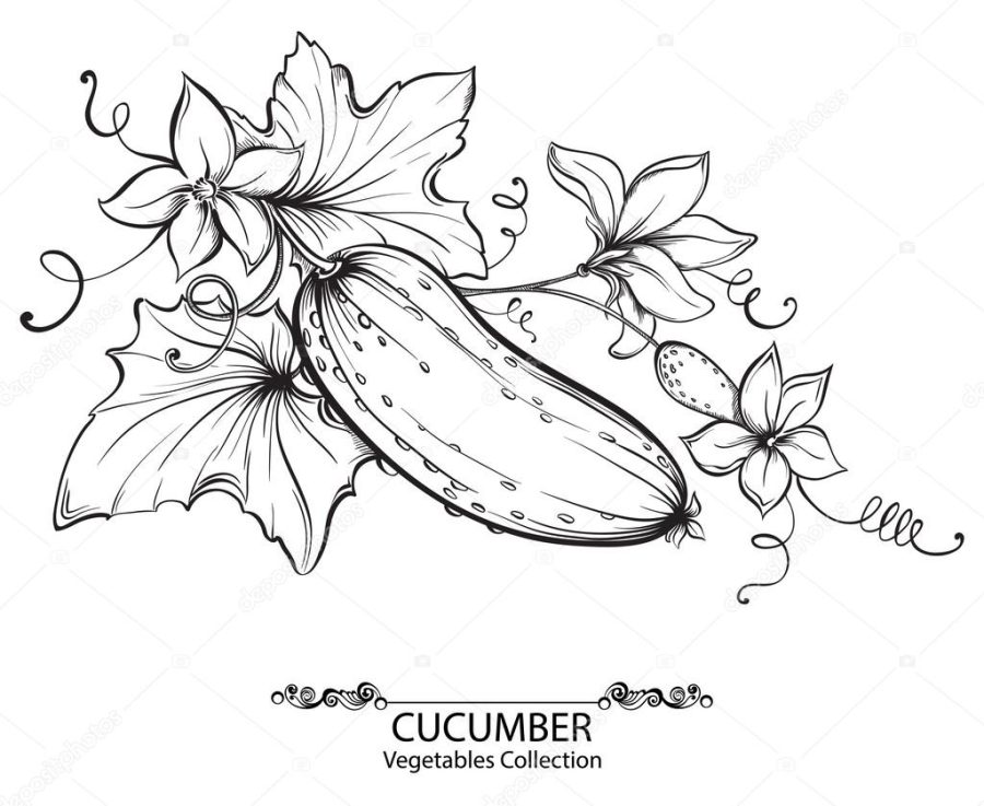 Vector hand drawing illustration of cucumbers and flower on a branch isolated on white background. Collection of vegetables