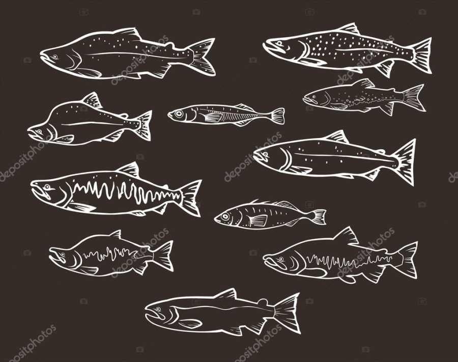 Vector set: salmon fishes