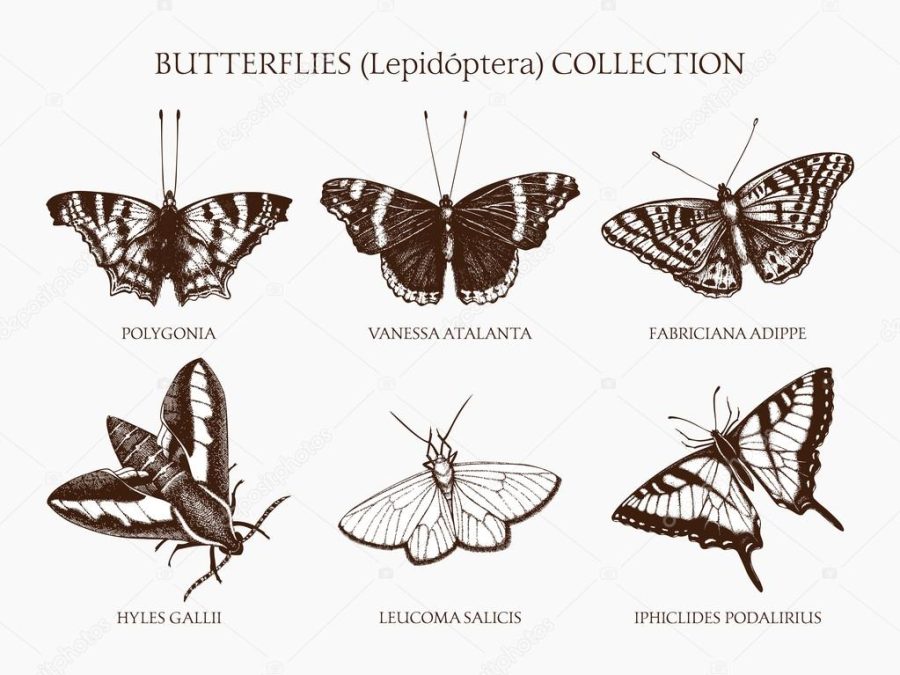 Vintage collection of butterflies