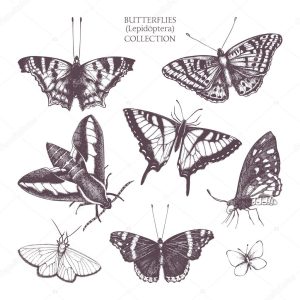 Vintage collection of butterflies