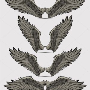Wings set. Vector illustration.