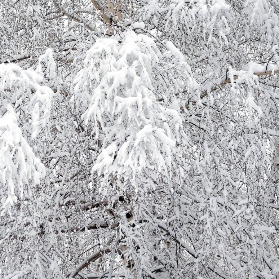 Beautiful winter forest covered with clean white snow with birch tree with snowy branches on the front