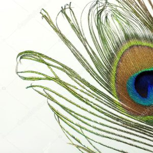 Close up of a peacock feather on white