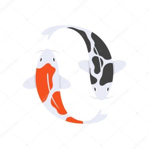 Vector flat style illustration of Japanese koi fish.