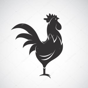 Vector image of an cock on white background