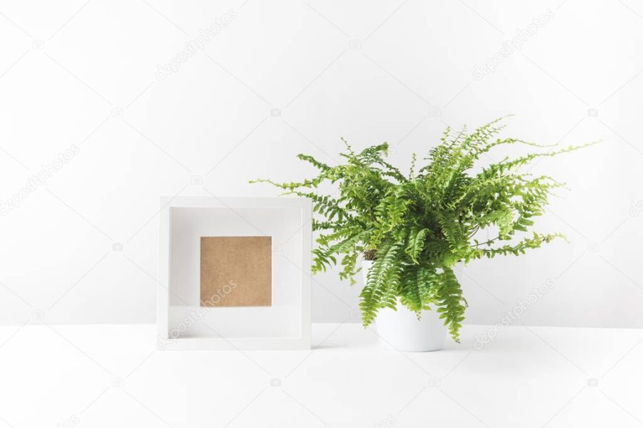 beautiful potted fern and empty photo frame on white