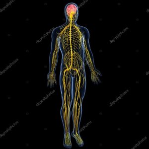 view of male nervous system