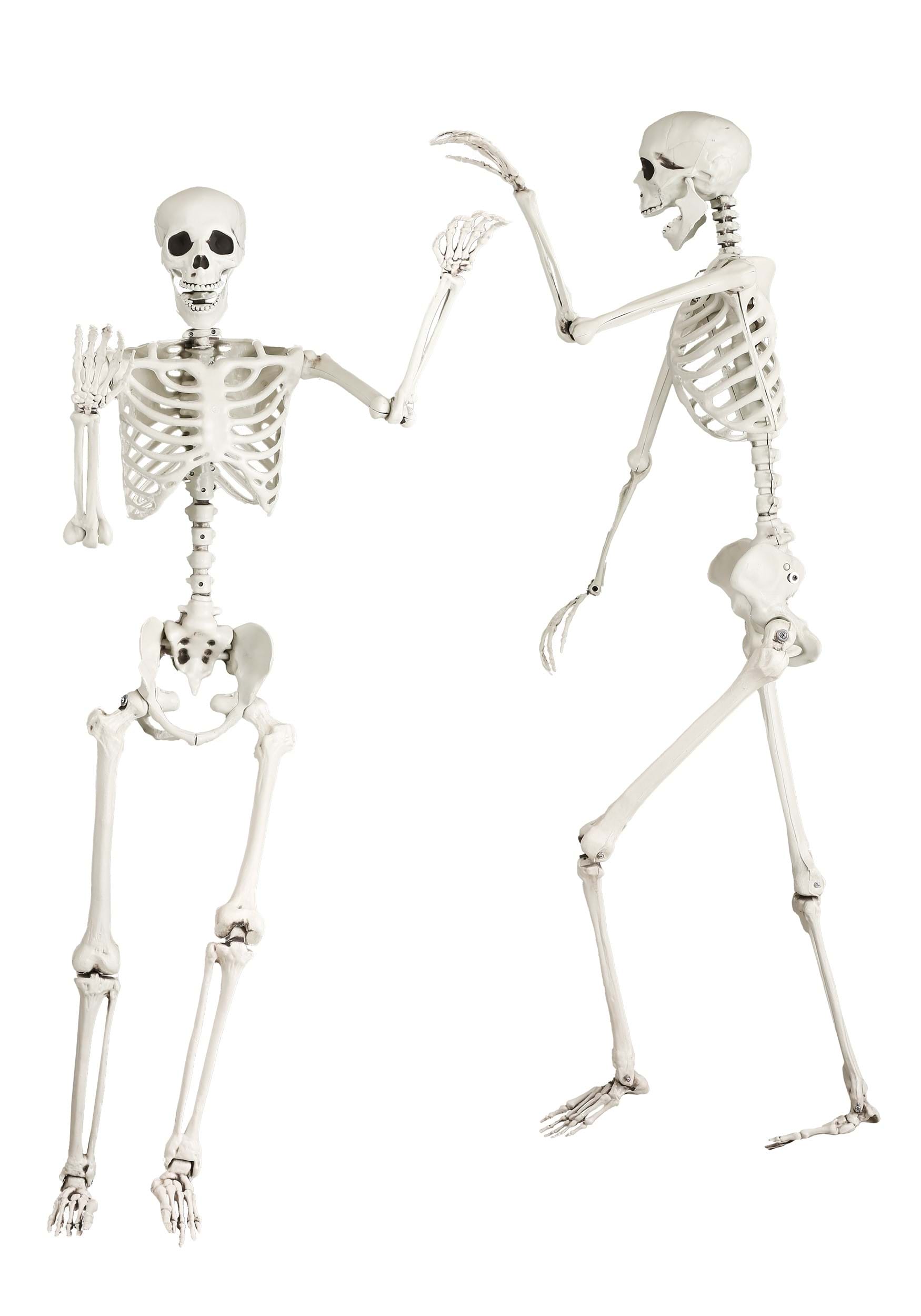 5 Foot Posable Georgie the Skeleton Life Size Prop