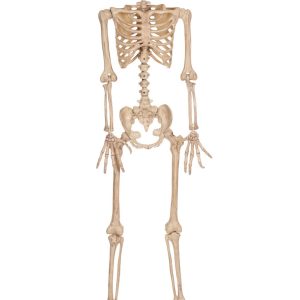 5.3FT Poseable Werewolf Skeleton Decoration
