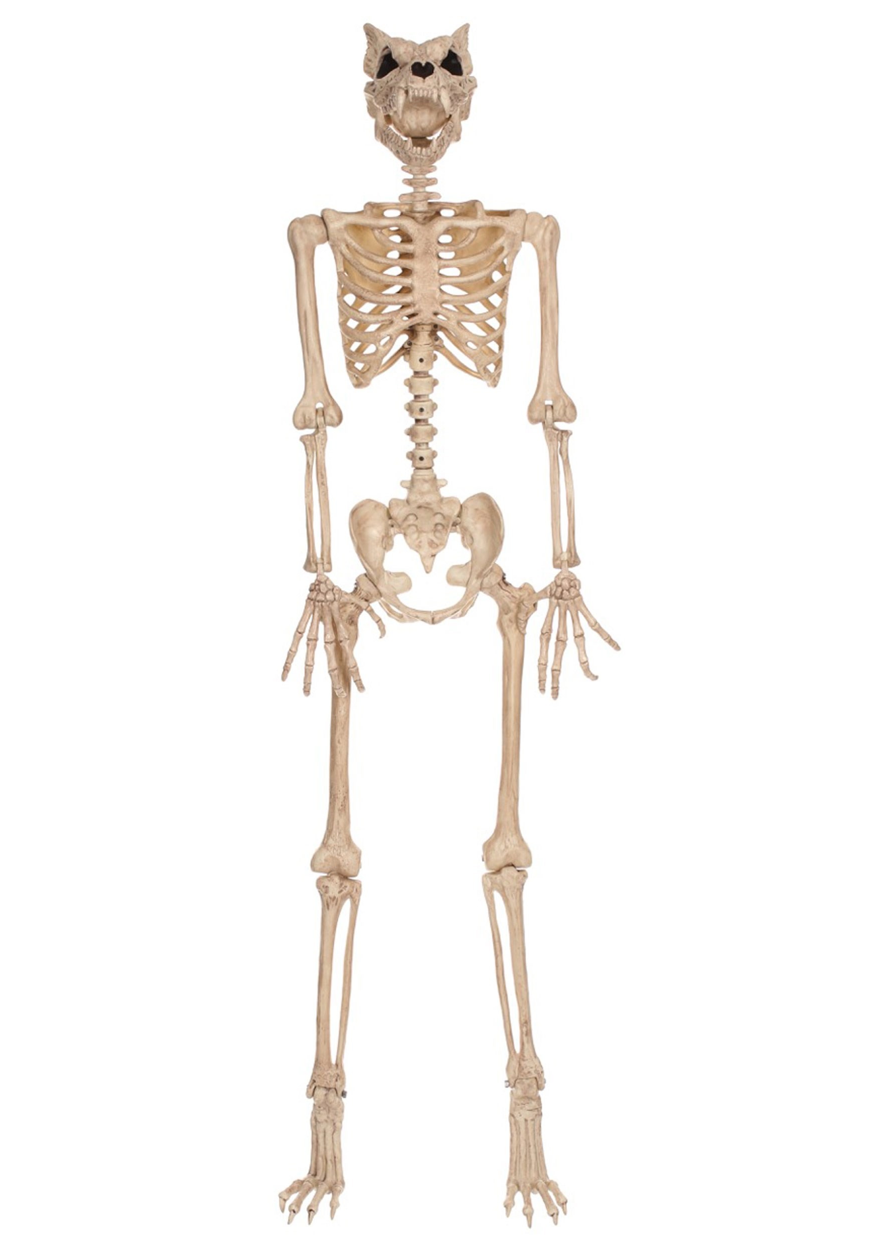 Poseable 5.3FT Werewolf Skeleton Decoration