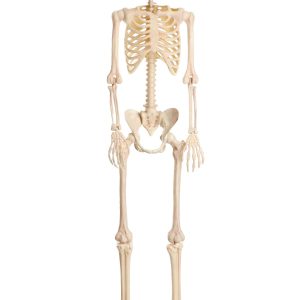 6.1FT Poseable Frankenstein Skeleton Decoration