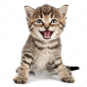 Beautiful cute little kitten meowing and smiling