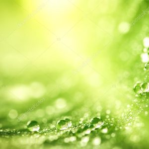 Beautiful green leaf with drops of water