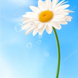 Beautiful white daisy in front of the blue sky Vector