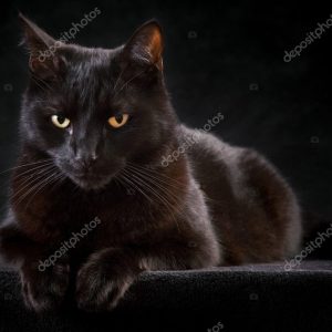 Black cat