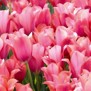 Flowers. Spring tulips.