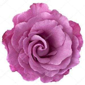 Lavender Rose