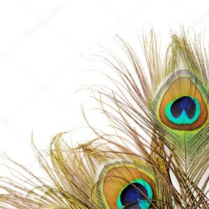 Peacock feather background