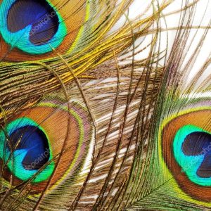 Peacock feather background