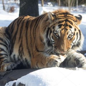 Snow Cat