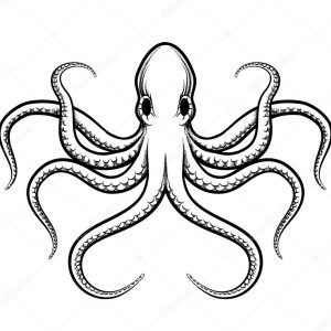 Vector octopus illustration