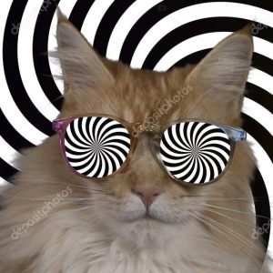 beautiful cool disco cat with hypnotic sunglasses