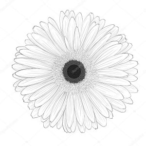 beautiful monochrome, black and white gerbera flower isolated.