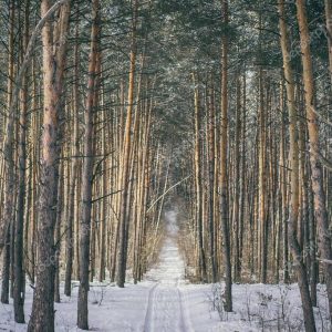 forest