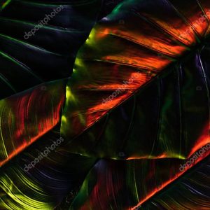full frame image of beautiful palm leaves with red lighting