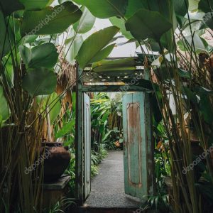 plants