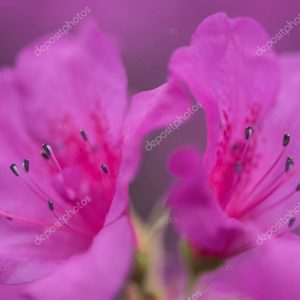 selective focus of beautiful fresh blooming violet flowers