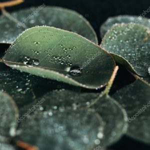 selective focus of beautiful green eucalyptus with dew drops