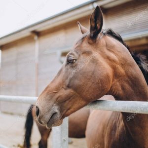 stable