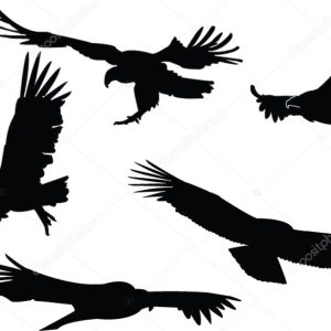 Condors collection