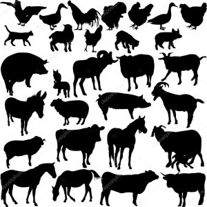 Farm animals