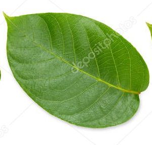 Nut leaves Clipping Path