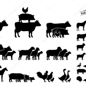 Vector Farm Animals Collection Isolated on White