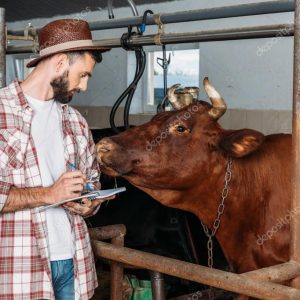 farmer taking notes in cowshed