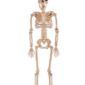 24-Inch Poseable Skeleton Decoration